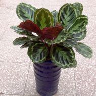 植物租赁,孔雀竹芋